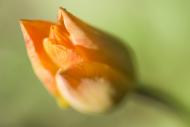 Bud